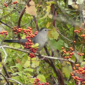 Grey Catbird