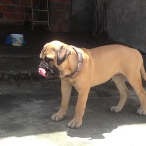 Bullmastiff