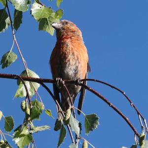 Red Crossbill