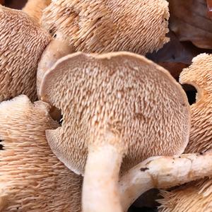 Hedgehog Fungus, Common