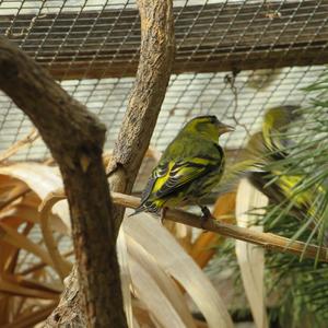 Eurasian Siskin