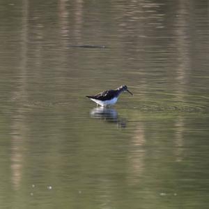 Green Sandpiper