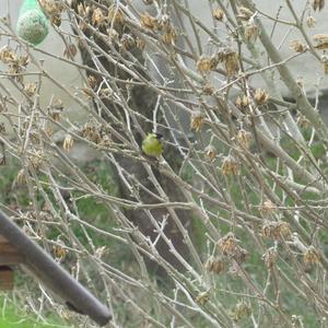 Eurasian Siskin