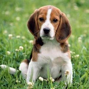 Beagle