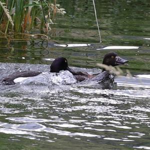 Tufted Duck