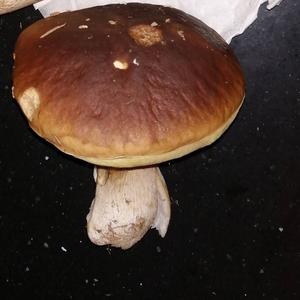 King Bolete