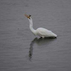 Great Egret