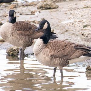 Canada Goose