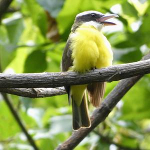 Boat-billed Flycatcher