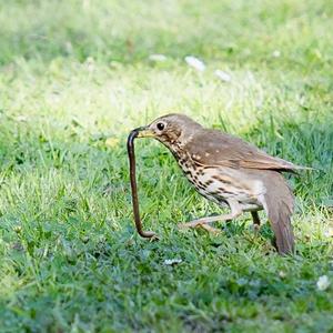 Song Thrush