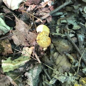 Chanterelle, Common