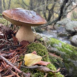 King Bolete