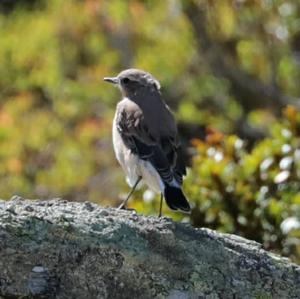 Northern Wheatear