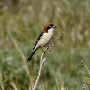 Woodchat Shrike