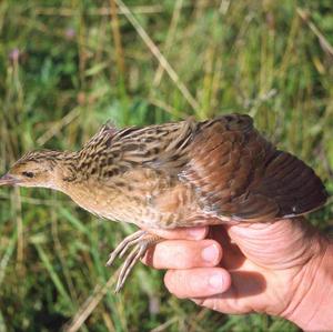 Corncrake