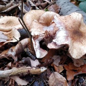 Scaly Lentinus