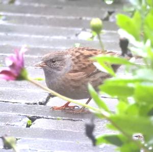 Hedge Accentor