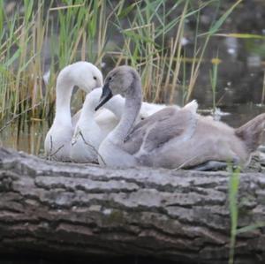 Mute Swan