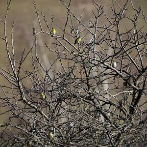 Eurasian Siskin