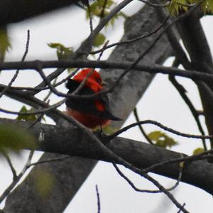 Scarlet Tanager