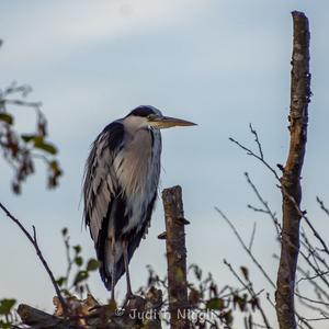 Grey Heron