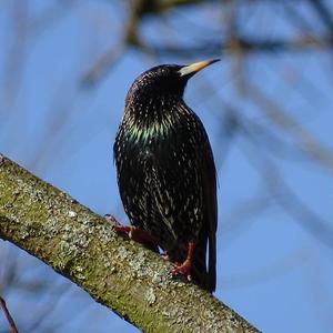 Common Starling