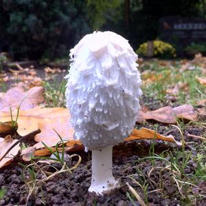 Shaggy Mane