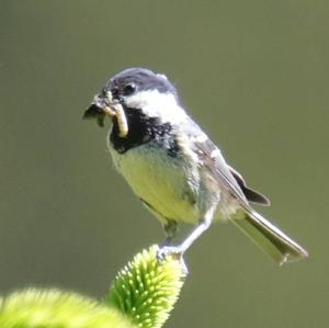 Coal Tit