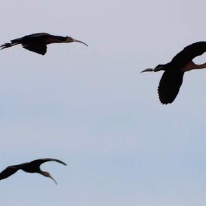 Glossy Ibis