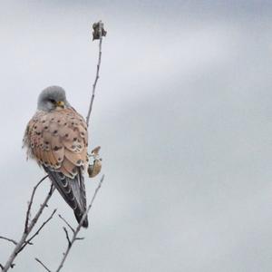 Common Kestrel