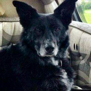 Unknown Breed