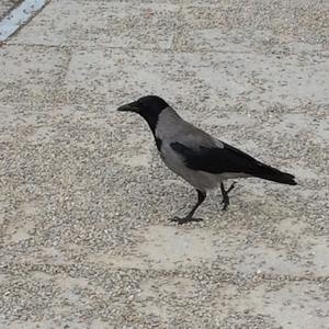 Hooded Crow