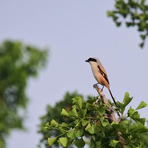 Long-tailed Shrike