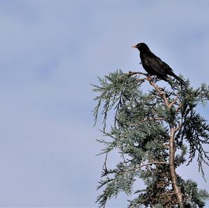 Eurasian Blackbird