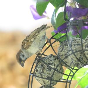 Eurasian Tree Sparrow