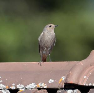 Black Redstart