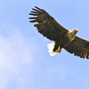 White-tailed Eagle