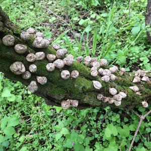 Stump Puffball