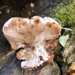 Resinous Polypore