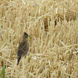 Eurasian Skylark