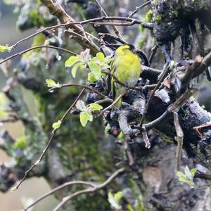 Eurasian Siskin