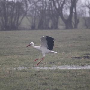 White Stork