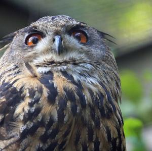 Eurasian Eagle-owl