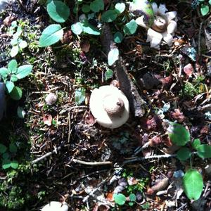 Collared Earthstar