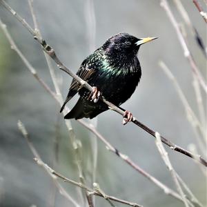 Common Starling