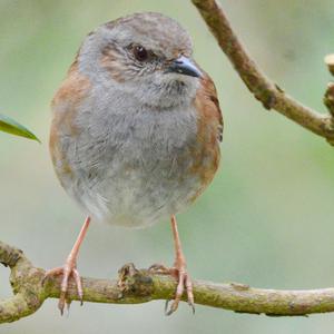 Hedge Accentor