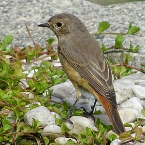 Common Redstart