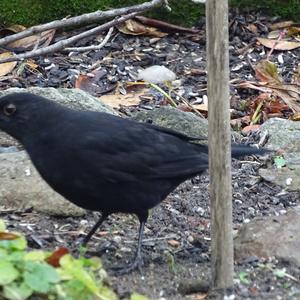 Eurasian Blackbird