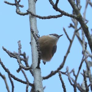 Wood Nuthatch