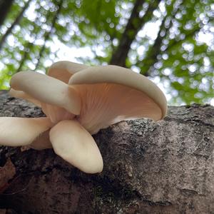 Oyster Mushroom